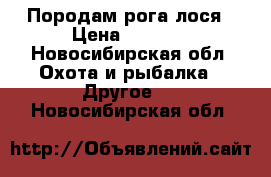 Породам рога лося › Цена ­ 1 500 - Новосибирская обл. Охота и рыбалка » Другое   . Новосибирская обл.